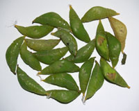 куколки бабочек glaucippe